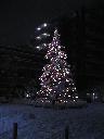 Tree with snow