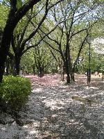Spring Storm
