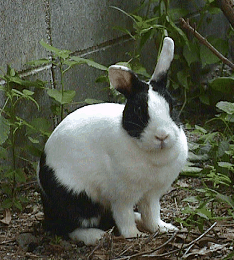 Minbo